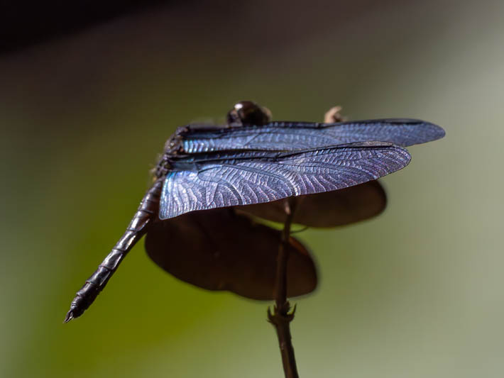 Zenithoptera fasciata (Amazon Sapphirewing)-2.jpg